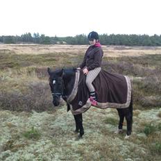 Anden særlig race Kordian gammel part