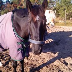 Anden særlig race Kordian gammel part