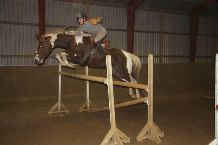 Pinto ZENIA  - Springtræning billede 12