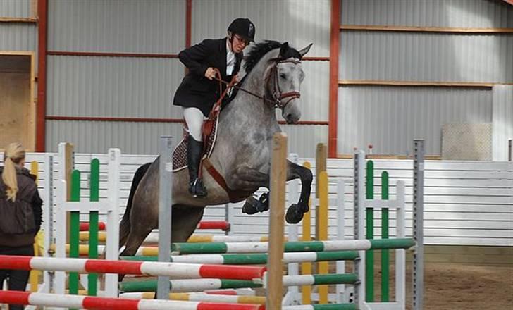 Trakehner Kaukasus - billedet er taget af http://www.sk-foto.megapixel.dk/ billede 5