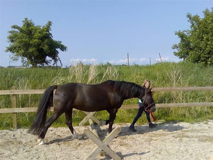 Anden særlig race Leika billede 6