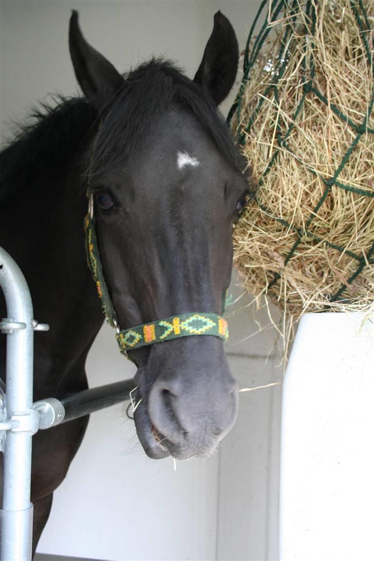 Anden særlig race Balou Sandokan - Min pony på vej hejm i trailer 29/7 billede 14