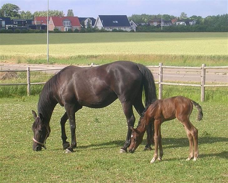 Arabisk fuldblod (OX) EH Ghazia - med jaziah ved fod sommeren 2006 billede 2