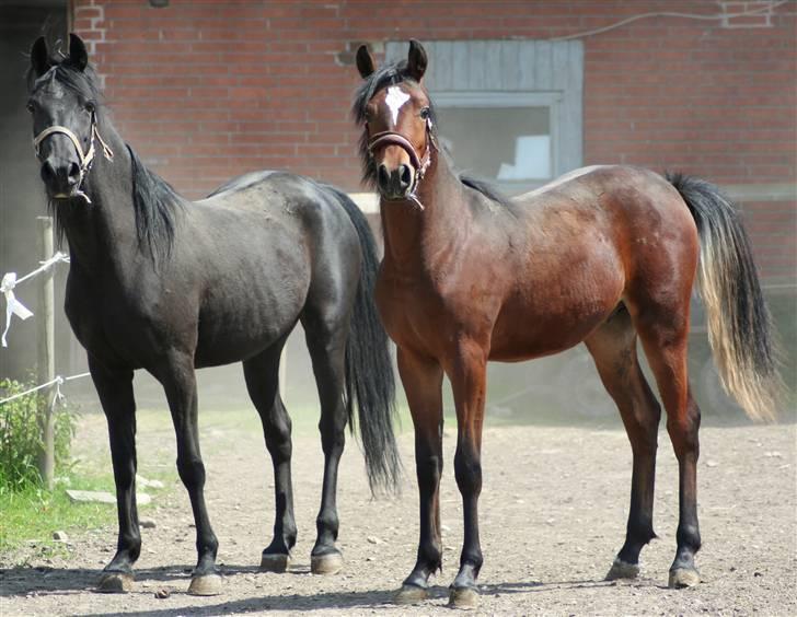 Arabisk fuldblod (OX) EH Ghazia - sommeren  2009 med Jazill 1 år  billede 3