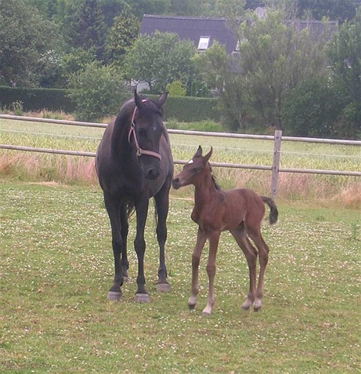 Arabisk fuldblod (OX) EH Ghazia billede 4