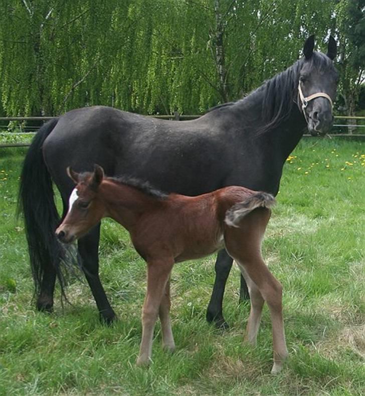 Arabisk fuldblod (OX) EH Ghazia - med Ja´zill ved fod sommeren 2008 billede 5