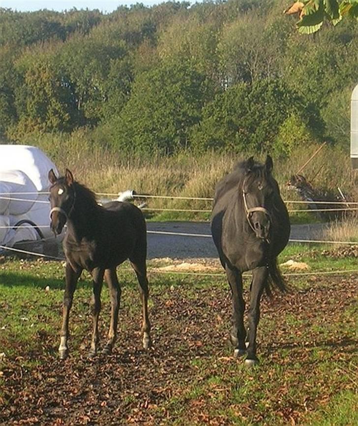 Arabisk fuldblod (OX) EH Ghazia - med Ja´ziah ved fod billede 6