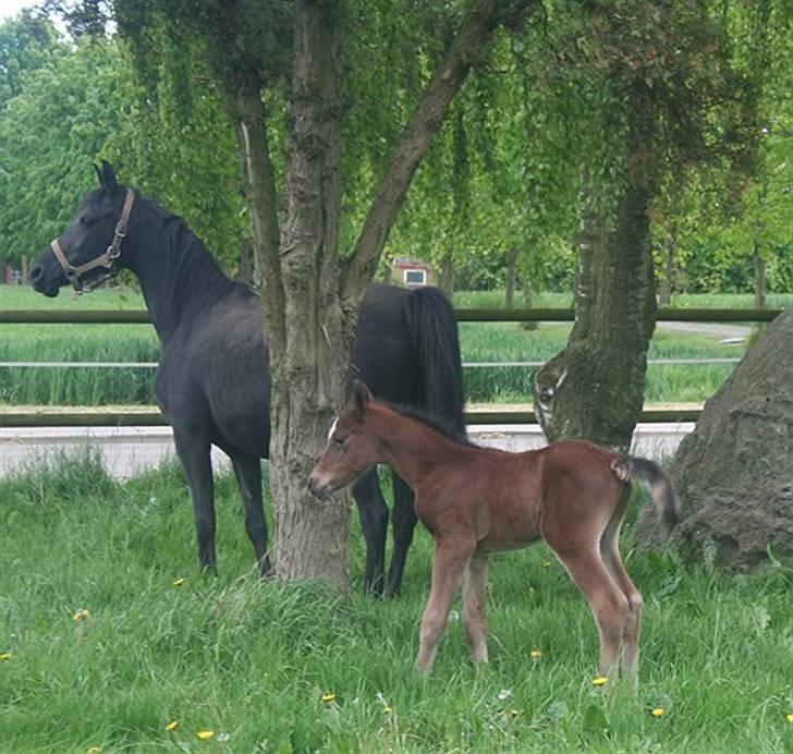 Arabisk fuldblod (OX) EH Ghazia - sommer 2008 billede 7