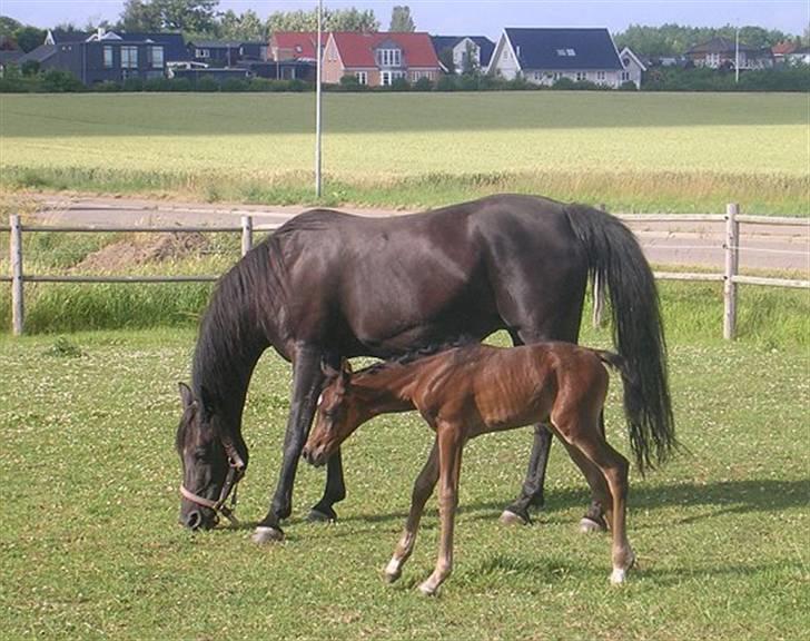 Arabisk fuldblod (OX) EH Ghazia - m.jazill ved fod billede 8