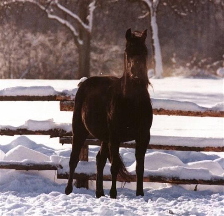 Arabisk fuldblod (OX) EH Ghazia - Fra det tyske stutteri nær Frankfurt billede 9