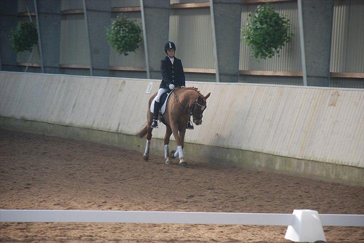 DSP Camilla Damgård SOLGT - 9# stævne 2010 billede 10