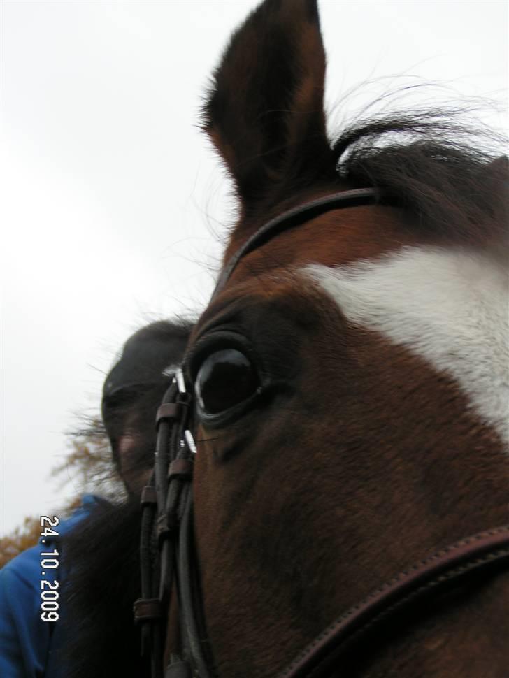 Anden særlig race **Flux<3** solgt:´( - MIN Fluxe-dreng!<3 billede 18