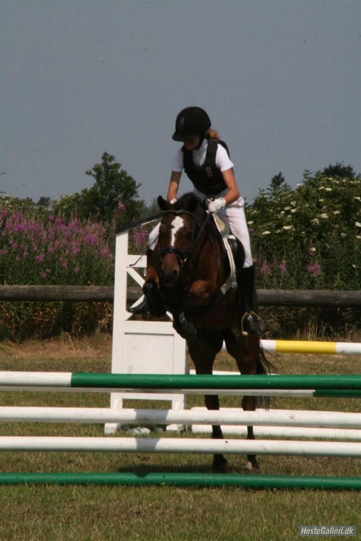 DSP Bæklunds Remus - solgt billede 19