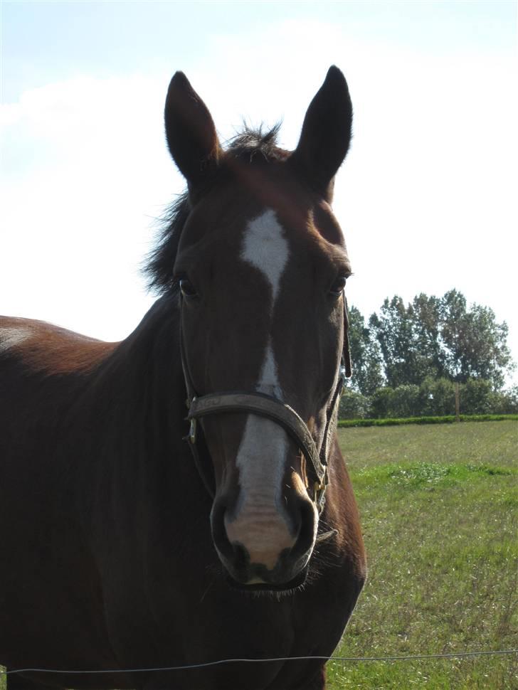 Anden særlig race Je Suis billede 1