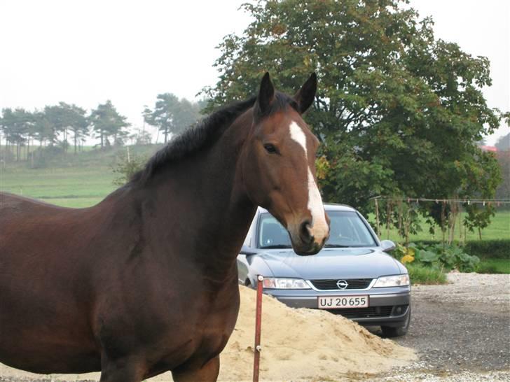 Anden særlig race Je Suis - Sommeren 2008, da hun stod hjemme med mine forældre. billede 2