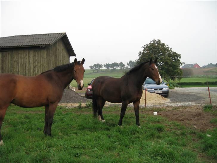 Anden særlig race Je Suis - sommeren 2008 Cias - Sidste billede 3