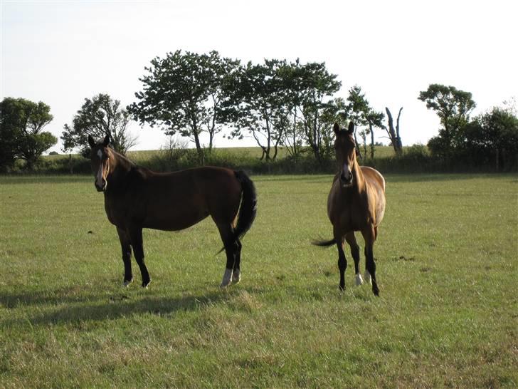 Anden særlig race Je Suis - sommeren 2009, nu var hun kommet hjem billede 4