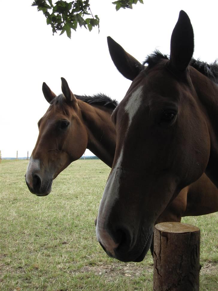 Anden særlig race Je Suis - Cias og sidste sommeren 2009 billede 5
