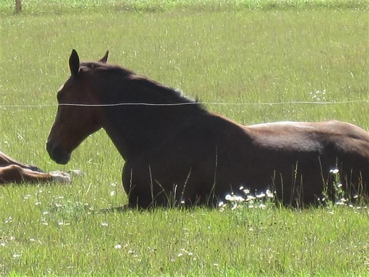 Anden særlig race Je Suis - Den gamle er blevet træl sommeren 2008 billede 6