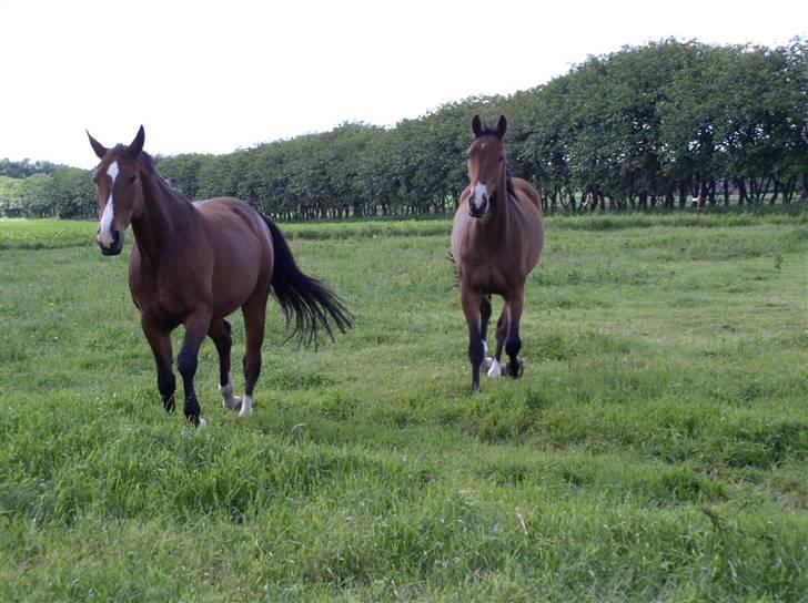 Anden særlig race Je Suis - sommeren 2008 Sidste - Cias billede 7