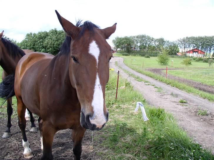 Anden særlig race Je Suis - Åhh alle de fluger de genere..... billede 8