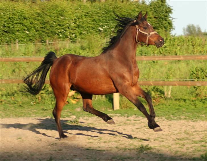 Arabisk fuldblod (OX) Sayana - 10 år - Sommeren 2009 -taktfast galop billede 1