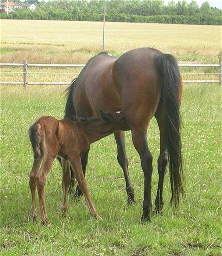 Arabisk fuldblod (OX) Sayana - jasim ved fod og diende billede 2