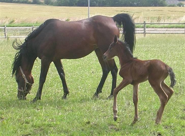Arabisk fuldblod (OX) Sayana - med jasim på fold for første gang  billede 3