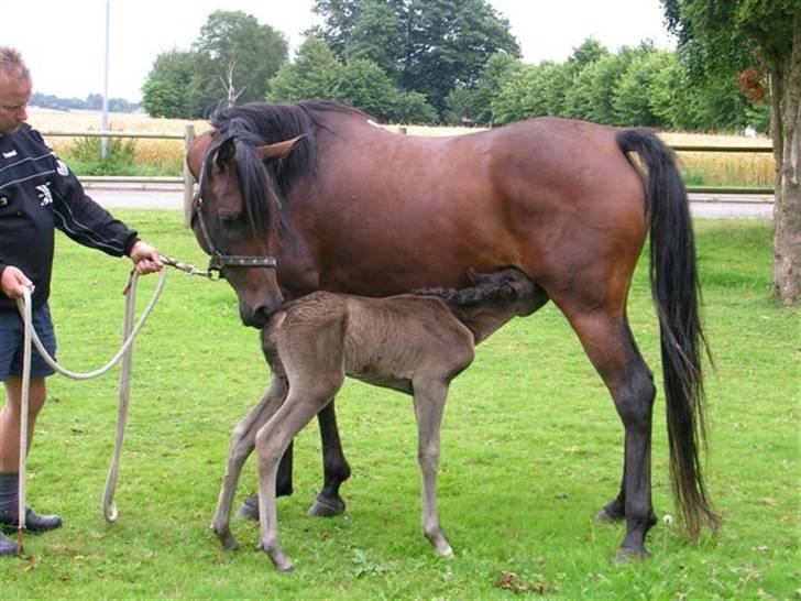 Arabisk fuldblod (OX) Sayana - Med jasana på fold -hjælp til at stå stille  billede 4