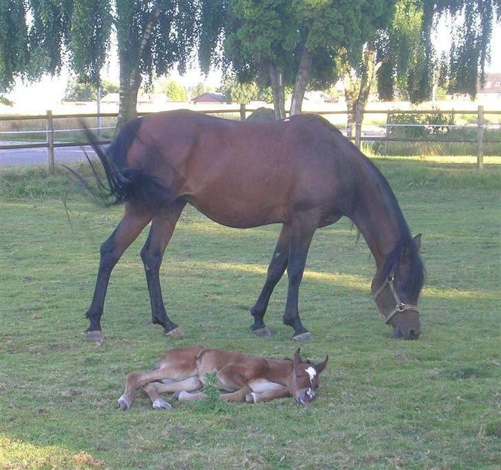 Arabisk fuldblod (OX) Sayana - På fold med Ja´smin  billede 5