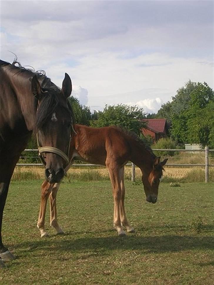Arabisk fuldblod (OX) Sayana - kigger på fotografen billede 6