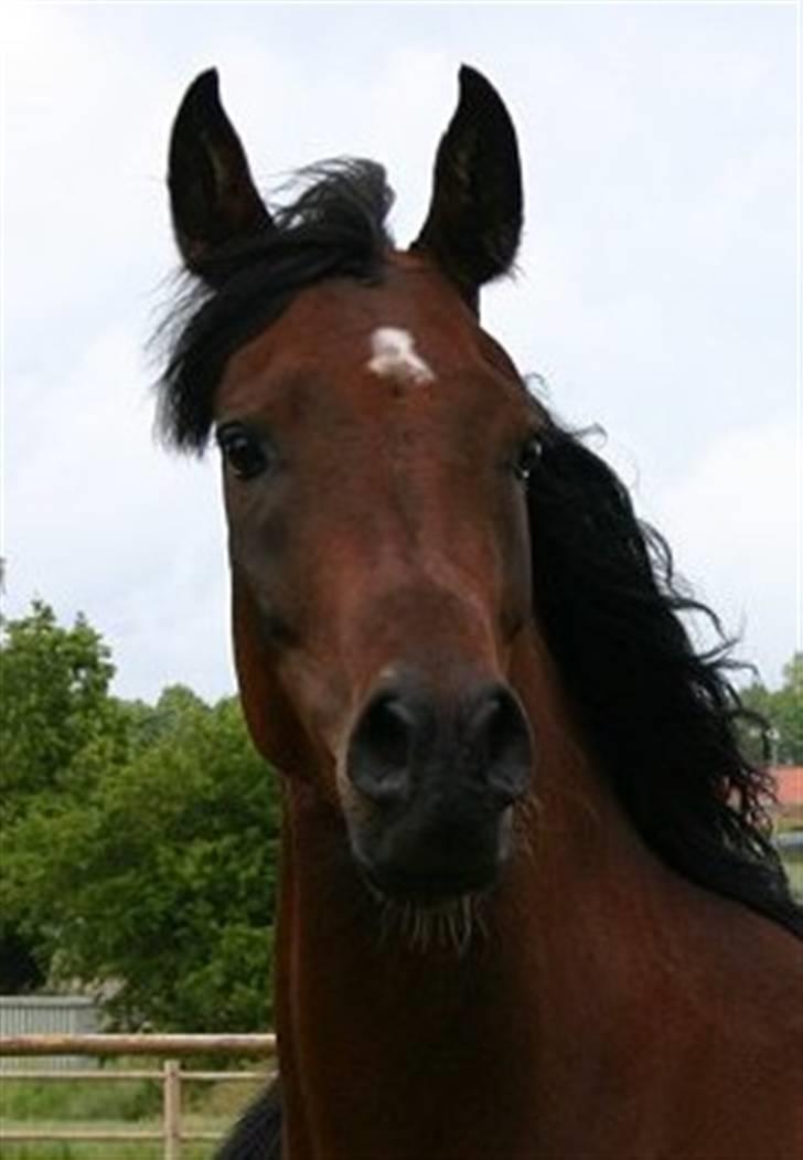 Arabisk fuldblod (OX) Sayana - portrait taget  lige efter ankomsten fra Tyskland. Foto Jani P billede 7