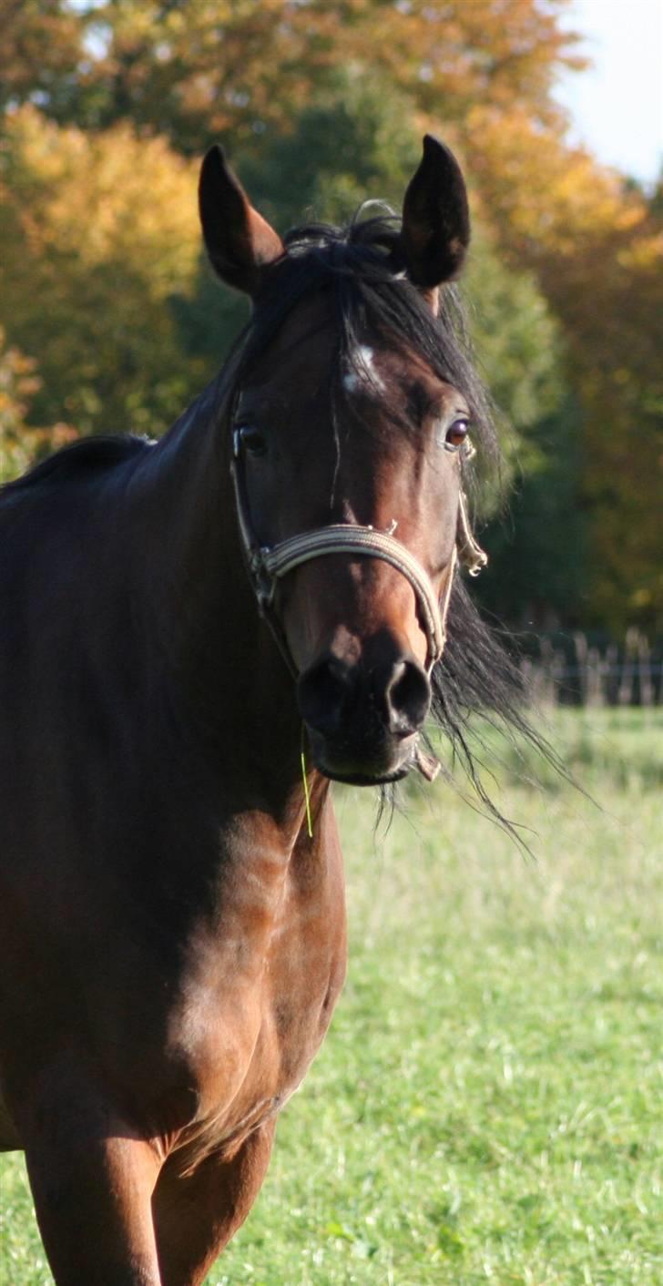 Arabisk fuldblod (OX) Sayana - efterår 2008 hos Ja´Arabians billede 8