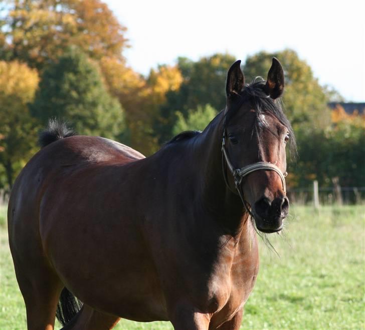 Arabisk fuldblod (OX) Sayana - Efteråret 2008 - en rigtig avlshoppe billede 9