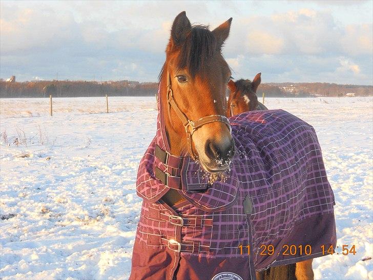 Anden særlig race Kiss Kiss Bang Bang DK  - den dejlige i sneen billede 19