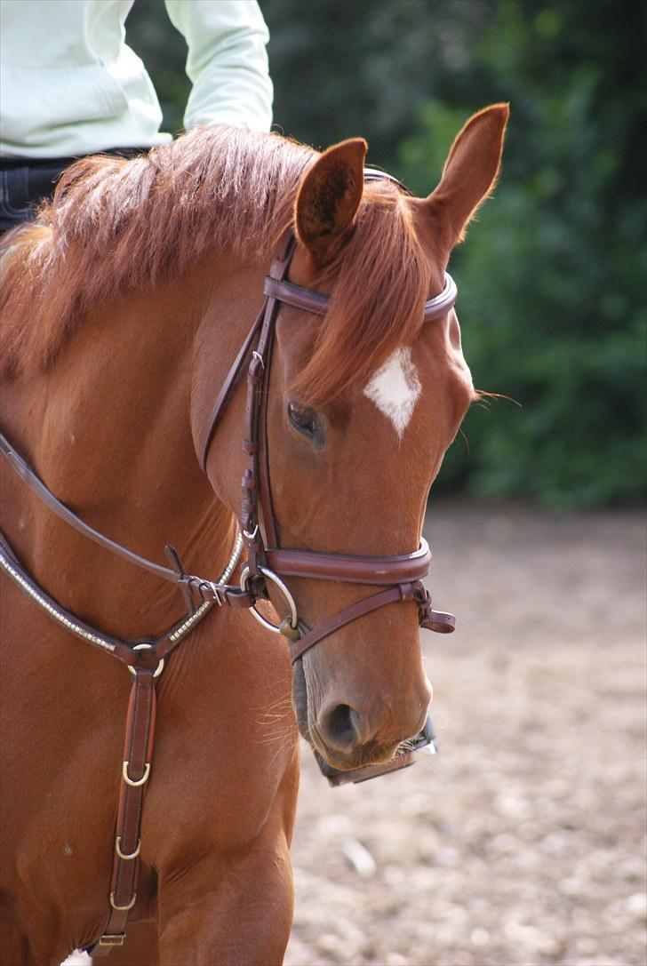 Fuldblod (XX) Ruder Dame (dullen) - hendes smukke hoved ´ :b billede 6