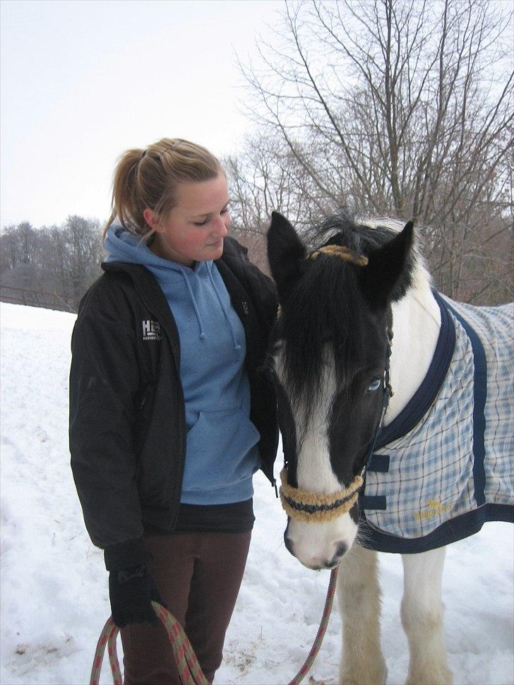 Irish Cob Athos [Tidl. part] - Athos, jeg elsker dig af hele mit hjerte! (sidste dag..) | Foto : Kamilla billede 1