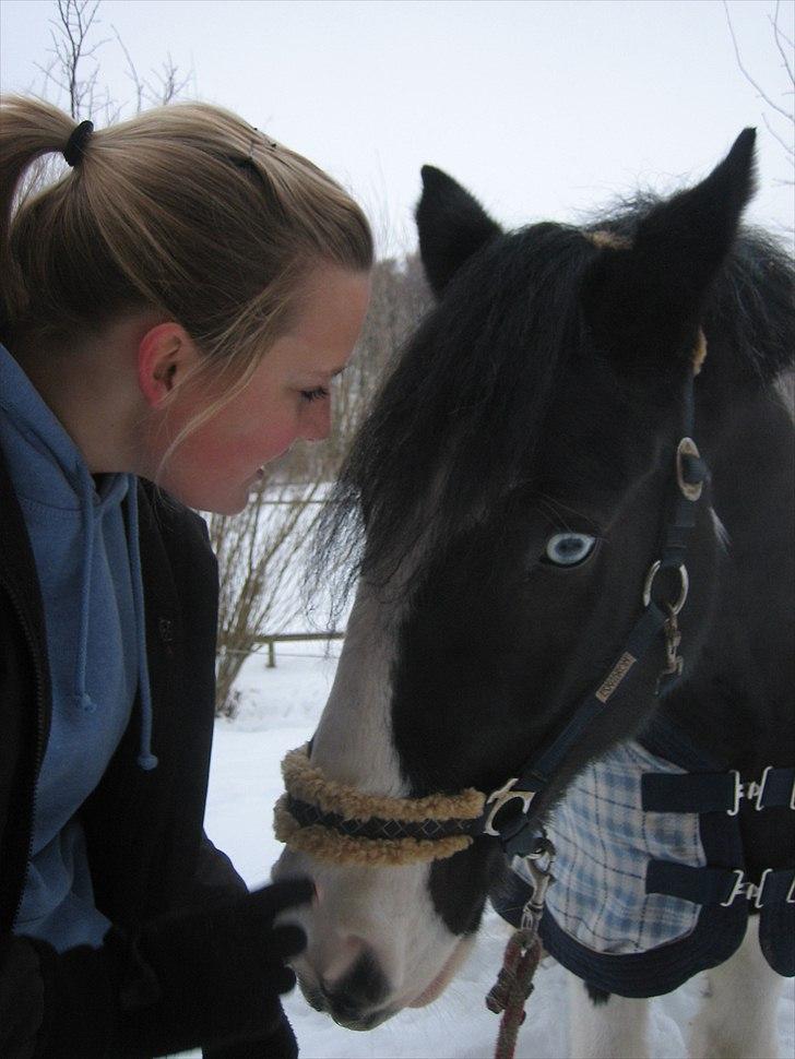 Irish Cob Athos [Tidl. part] - Verdens bedste mule, på verdens bedste hest :´)<3 | Foto : Kamilla billede 2