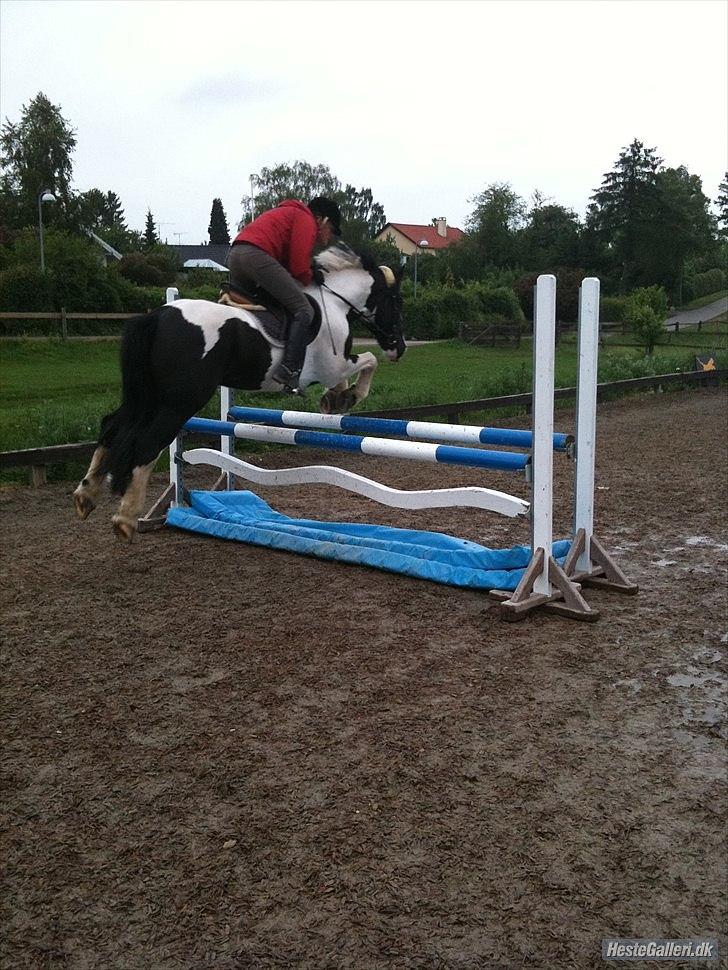 Irish Cob Athos [Tidl. part] - Vandgrav (ved godt jeg sidder grimt) :D | Foto : Josephine. billede 3