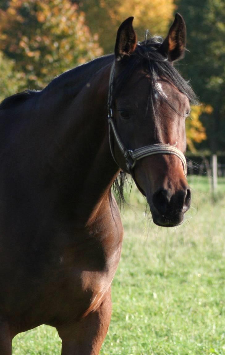 Arabisk fuldblod (OX) Sayana billede 10