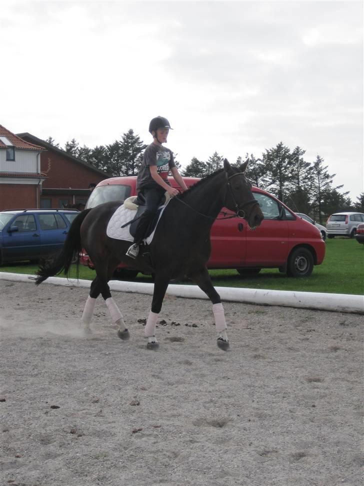 Dansk Varmblod Alexandra billede 8