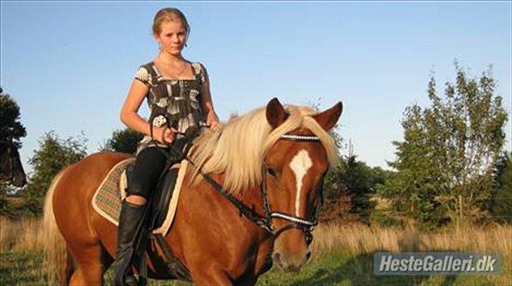 Haflinger jumber*Mit et og alt* - hoov fik jeg sagt at jeg elsker dig over alt på jorden<3<3foto:rasmus billede 2