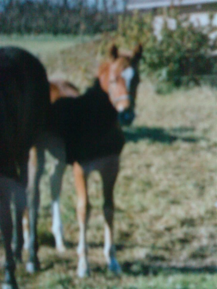 Frederiksborg Hasse skivholme - hasse som baby! ;)  billede 18