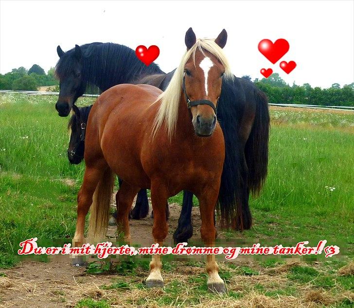 Haflinger jumber*Mit et og alt* - hejsa smukke <3<3foto:mig billede 9