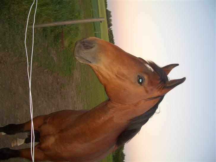 Dansk Varmblod Bakkebo´s Le´ Moni- Rip smukke limse ?? billede 1