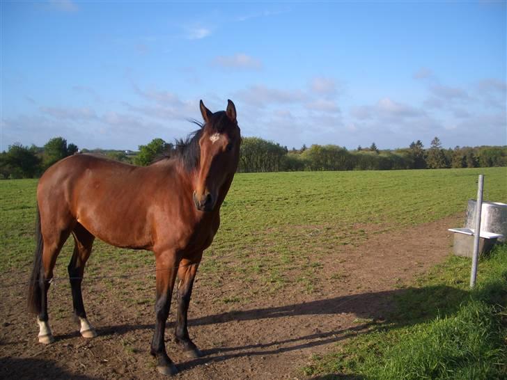 Dansk Varmblod Bakkebo´s Le´ Moni- Rip smukke limse ?? billede 2