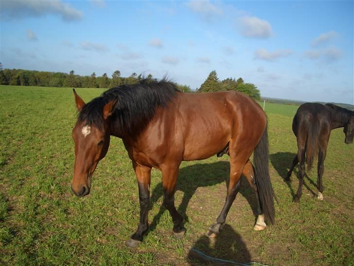 Dansk Varmblod Bakkebo´s Le´ Moni- Rip smukke limse ?? billede 3