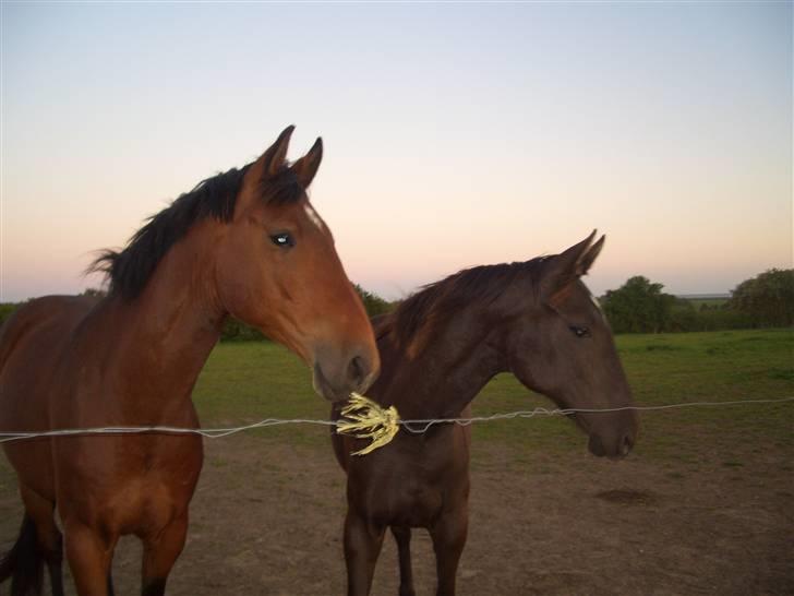 Dansk Varmblod Bakkebo´s Le´ Moni- Rip smukke limse ?? billede 4