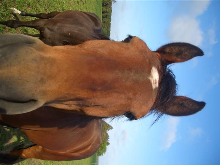 Dansk Varmblod Bakkebo´s Le´ Moni- Rip smukke limse ?? billede 5