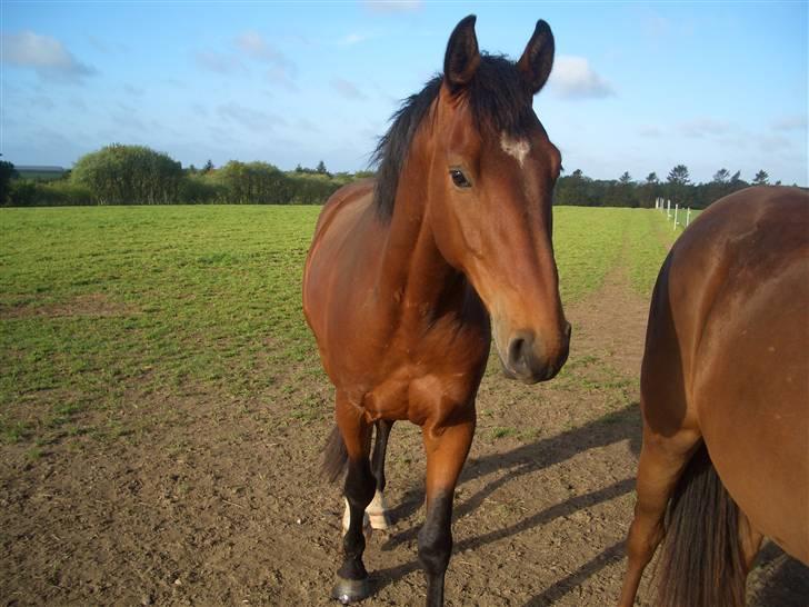 Dansk Varmblod Bakkebo´s Le´ Moni- Rip smukke limse ?? billede 6